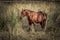 Chestnut color horse in grassy field.