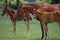 Chestnut Colored Horse Mom with Two Foals