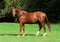 Chestnut colored horse. Side view portrait