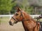 Chestnut colored purebred jumping horse canter on showground