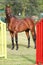 Chestnut colored racehorse mare posing on the showground