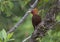 Chestnut-colored Woodpecker Celeus castaneus
