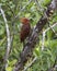 Chestnut-colored Woodpecker Celeus castaneus