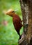 Chestnut-colored woodpecker - Celeus castaneus rufous bird in the family Picidae, found in Belize, Costa Rica, Guatemala, Honduras