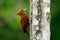 Chestnut-colored woodpecker - Celeus castaneus rufous bird in the family Picidae, found in Belize, Costa Rica, Guatemala, Honduras