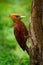 Chestnut-colored woodpecker - Celeus castaneus rufous bird in the family Picidae, found in Belize, Costa Rica, Guatemala, Honduras