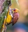 Chestnut colored woodpecker fills up on bananas in the tropical forest