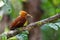 Chestnut-colored Woodpecker in the rainforest in Costa Rica