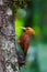 Chestnut-colored Woodpecker in the rainforest in Costa Rica