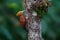 Chestnut-colored Woodpecker in the rainforest in Costa Rica