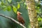 Chestnut-coloured Woodpecker, Celeus castaneus,