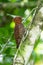 Chestnut-coloured Woodpecker, Celeus castaneus,