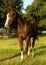 Chestnut Colt