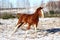 Chestnut colt galloping in winter