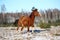 Chestnut colt galloping in winter