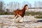 Chestnut colt galloping in winter