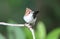 Chestnut-crested Yuhina in Borneo, Malaysia