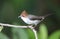 Chestnut-crested Yuhina in Borneo, Malaysia