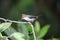 Chestnut-crested Yuhina in Borneo, Malaysia