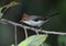 Chestnut-crested Yuhina in Borneo, Malaysia