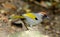 Chestnut-crowned laughingthrush