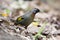 Chestnut-crowned Laughingthrush