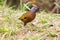 Chestnut-crowned Laughingthrush bird walking on the ground at Fr