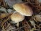 Chestnut Dapperling - Lepiota castanea