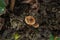 Chestnut dapperling mushroom is toxic.