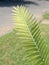 Chestnut Dioon Palm Decoration in The Garden