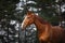 Chestnut dressage gelding horse with white line posing in forest landscape in spring daytime