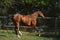 Chestnut dressage sport horse running in paddock