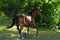 Chestnut dressage sport horse running in paddock