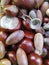 Chestnut and dried acorns background