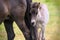 a chestnut dun colored mare of an Icelandic Horse with it`s lovely foal