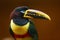 The chestnut-eared aracari, or chestnut-eared araÃ§ari Pteroglossus castanotis portrait wirh brown background