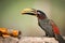 Chestnut-eared aracari perched on log eating papaya