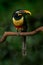 Chestnut-eared Aracari, Pteroglossus castanostis, yellow and black small toucan bird in the nature habitat. Exotic animal in tropi