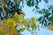 Chestnut-eared Aracari, Pteroglossus Castanotis, bird of the toucan family, Ramphastidae, Mato Grosso, Pantanal, Brazil