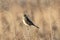 Chestnut-eared bunting on a dry grass