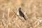 Chestnut-eared bunting on a dry grass