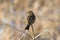 Chestnut-eared bunting on a dry grass