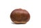 chestnut edible