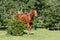 Chestnut ex-racehorse gelding in retirement