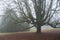 Chestnut with fallen leaves in autumn fog