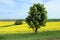 Chestnut in the field of flowering oilseed