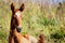 Chestnut filly on field