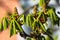 Chestnut flower buds, ready to open up