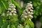 Chestnut flowers