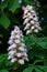 Chestnut flowers